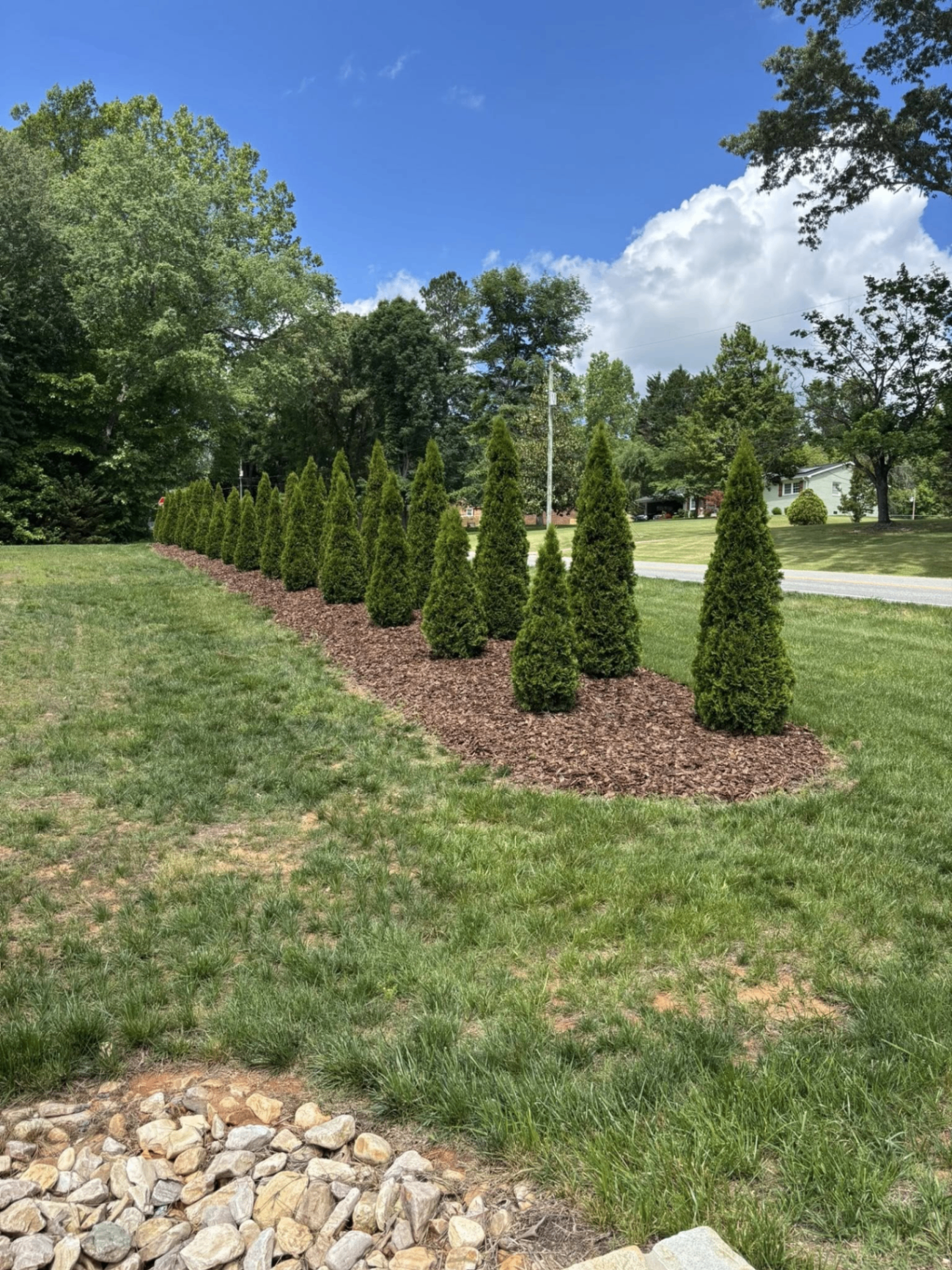 Fresh mulch bed with arborvitae row